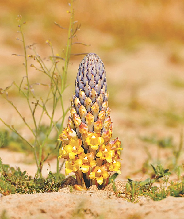 Nhục thung dung có tác dụng dưỡng âm, dưỡng dương, cầm máu, và được sử dụng trong y học cổ truyền để trị các vấn đề về thận, liệt dương, viêm bàng quang và táo bón.