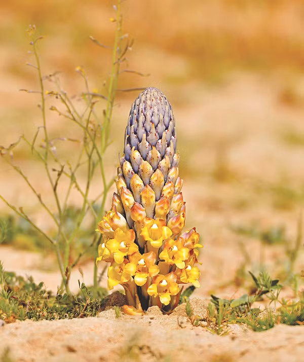 Nhục thung dung có tác dụng dưỡng âm, dưỡng dương, cầm máu, và được sử dụng trong y học cổ truyền để trị các vấn đề về thận, liệt dương, viêm bàng quang và táo bón.