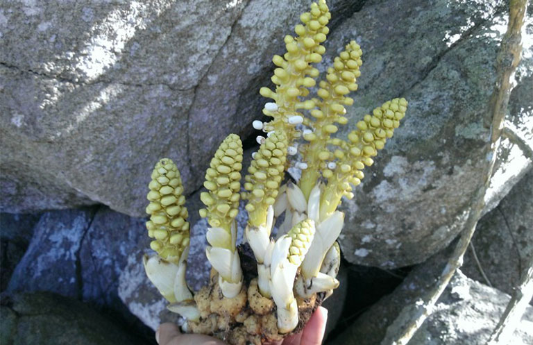 Nhục thung dung không phải là một loài cây thông thường mà là loài ký sinh, sống nhờ vào các cây khác.