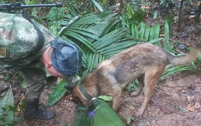 Cô bé cũng lấy farinã, một loại bột sắn của cư dân vùng Amazon, từ đống đổ nát của chiếc máy bay Cessna 206 chở chúng. Sau khi hết farinã thì chúng ăn hạt.