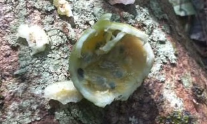 Thậm chí sau khi gặp nạn cô bé đã dựng những nơi trú ẩn tạm thời từ các cành cây được buộc lại bằng dây buộc tóc.