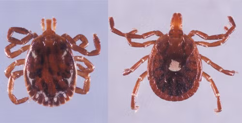 Đặc điểm về hình dáng và diện mạo, bọ ve Lone Star dễ dàng nhận biết bởi màu sắc và họa tiết trên cơ thể. Chúng có màu nâu đỏ và có hình dáng hình bầu dục. Đặc biệt, con cái của loài này có một đốm trắng nổi bật trên lưng, tạo nên vẻ đẹp riêng và dễ nhận dạng. Sự khác biệt này giúp cho việc xác định bọ ve Lone Star trở nên dễ dàng và phổ biến trong các khu vực sinh sống của chúng.