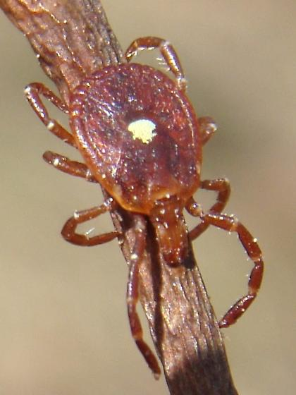 Để bảo vệ bản thân khỏi bọ ve Lone Star và các nguy cơ liên quan, người ta thường khuyên mặc quần áo dày, giày cao cổ và sử dụng kem chống muỗi hoặc chất chống côn trùng. Đồng thời, cần kiểm tra cơ thể sau khi tiếp xúc với môi trường có thể chứa bọ ve, và nếu phát hiện bọ ve, nên lấy ra một cách cẩn thận để tránh bị cắn.