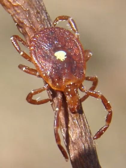 Để bảo vệ bản thân khỏi bọ ve Lone Star và các nguy cơ liên quan, người ta thường khuyên mặc quần áo dày, giày cao cổ và sử dụng kem chống muỗi hoặc chất chống côn trùng. Đồng thời, cần kiểm tra cơ thể sau khi tiếp xúc với môi trường có thể chứa bọ ve, và nếu phát hiện bọ ve, nên lấy ra một cách cẩn thận để tránh bị cắn.