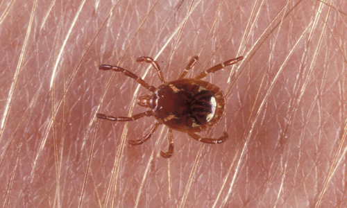 Một đặc điểm đáng chú ý của bọ ve Lone Star là khả năng gây dị ứng thịt đỏ. Khi cắn vào người, chúng có thể gây ra một dạng rối loạn gọi là Hội chứng Alpha-gal (AGS), khiến nạn nhân trở thành người ăn chay ngay lập tức.