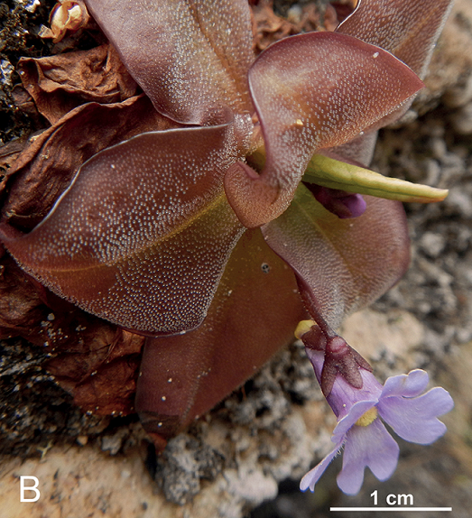 Chúng thường được tìm thấy ở các môi trường đầm lầy, ao rừng và khu vực đá ẩm. Để thích nghi với điều kiện sống khắc nghiệt này, các loài Pinguicula đã phát triển các chiến thuật độc đáo để.