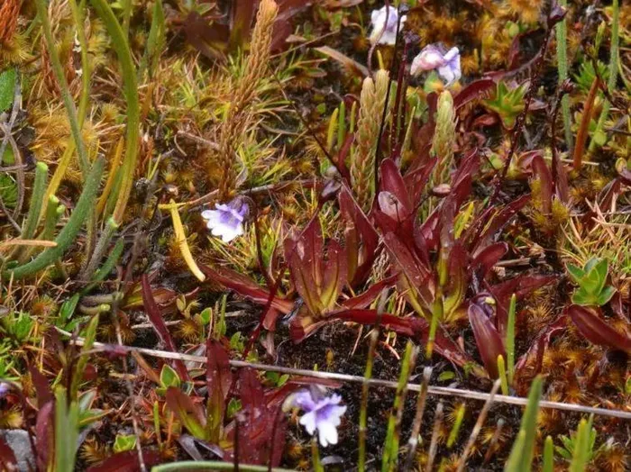 Pinguicula jimburensis là một loài cây ăn thịt ở Queensland, Australia.