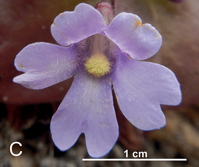 Lá nhớt giúp cây thu hút và bắt côn trùng bay vào. Khi côn trùng bị mắc kẹt trên lá, cây tiếp tục tiêu diệt chúng bằng cách phân giải cơ thể để lấy dưỡng chất.