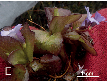 Cả hai loài mới này chỉ được biết đến từ một địa điểm duy nhất, nơi chỉ có vài chục cá thể thực vật xuất hiện trong mỗi loài.