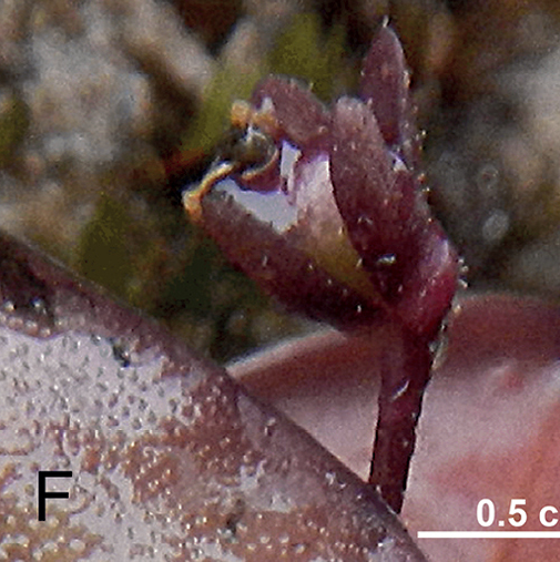 Mỗi loài chỉ có một quần thể với khoảng 15 cá thể trưởng thành được phát hiện, khiến chúng dễ bị tổn thương ngay cả khi ẩn mình trong khu vực biệt lập, khó tiếp cận.