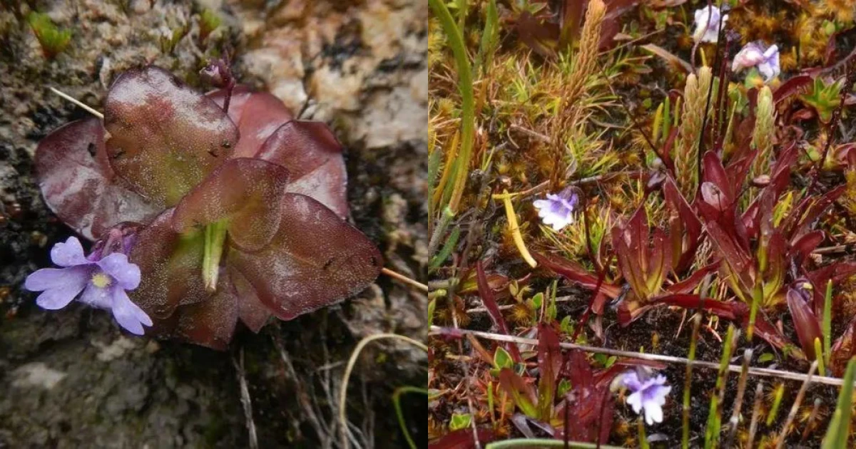 Mới đây, một nhóm các nhà thực vật học từ Ecuador, Đức và Mỹ đã phát hiện được hai loài cây ăn thịt mới cực hiếm là Pinguicula jimburensis và Pinguicula obrophila.