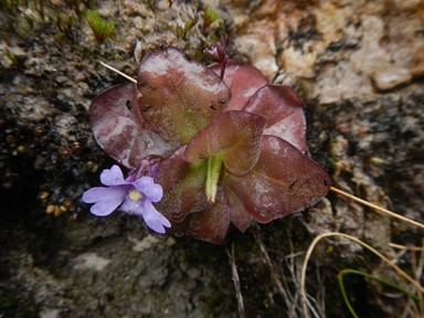 Pinguicula obrophila là một loài cây ăn thịt của vùng Rocky Mountains ở Bắc Mỹ.