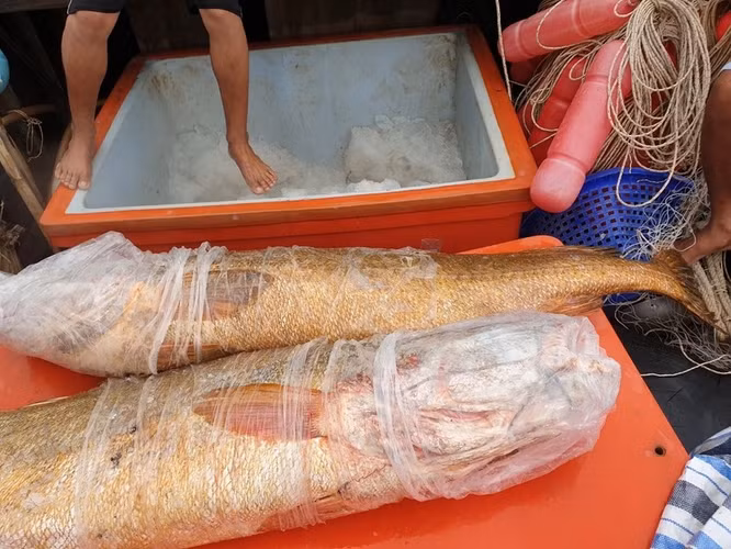 Trong cá sủ vàng có một bộ phận được xem là quý nhất và được ví ngang với vàng, đó là "bóng cá".