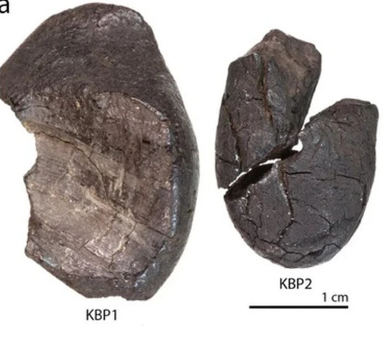 Theo kết quả nghiên cứu thành phần hóa học của hắc ín bạch dương cổ đại cho thấy chúng bị thiếu oxy trong quá trình hình thành - mà các thử nghiệm chỉ ra rằng chỉ có thể hình thành thông qua việc cố ý chôn vỏ cây bạch dương đã được cuộn lại với ngọn lửa.