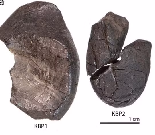 Theo kết quả nghiên cứu thành phần hóa học của hắc ín bạch dương cổ đại cho thấy chúng bị thiếu oxy trong quá trình hình thành - mà các thử nghiệm chỉ ra rằng chỉ có thể hình thành thông qua việc cố ý chôn vỏ cây bạch dương đã được cuộn lại với ngọn lửa.