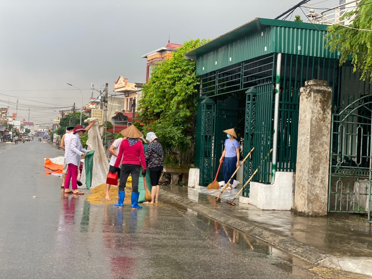 Bao nhiêu công sức phơi thóc lúa trong ngày nắng của người dân huyện Hải Hậu có thể bị "đổ sông, đổ bể" vì cơn mưa lớn bất chợt.