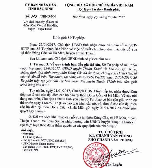 Cay sua 200 tuoi o Bac Ninh 