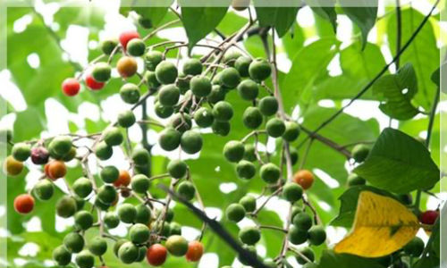 Để chữa ho, lấy 10g vỏ cây dâu da xoan sắc với 300ml nước. Khi nước cạn còn 100ml là dùng được. Uống hai lần trong ngày. Ảnh: vuonuombacbo.