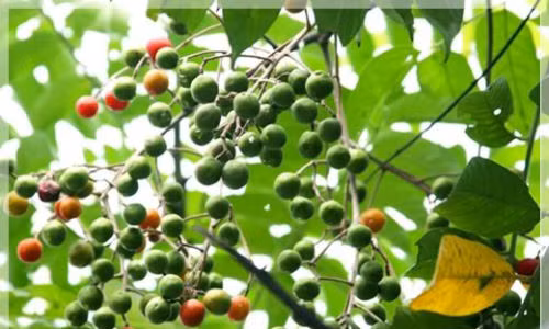 Để chữa ho, lấy 10g vỏ cây dâu da xoan sắc với 300ml nước. Khi nước cạn còn 100ml là dùng được. Uống hai lần trong ngày. Ảnh: vuonuombacbo.