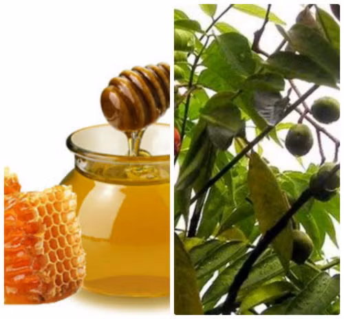 Hỗn hợp lá dâu da xoan và mật ong có tác dụng điều trị bỏng, chữa nổi mề đay, mẩn ngứa, trị mụn đầu đen.