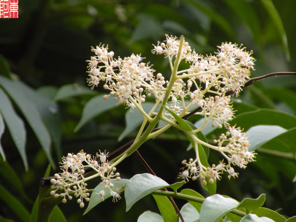 Để tạo hỗn hợp, dùng 3-4 lá dâu da xoan rửa sạch, cho vào máy cùng với mật ong, xay nhuyễn. Ảnh: amthuc365.