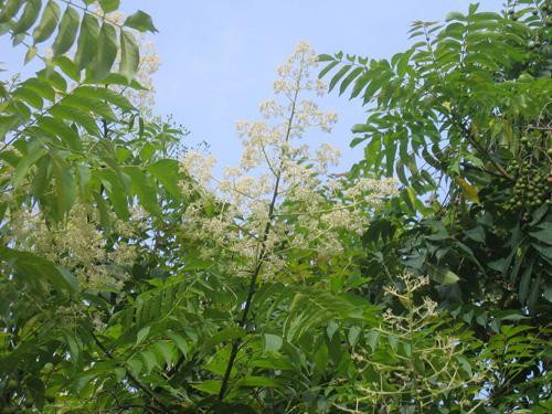 Với những người bị đau nhức đầu gối, lấy 30g lá dâu da xoan tươi giã nát, trộn với giấm hoặc rượu rồi đắp lên chỗ đau khoảng 20 - 30 phút. Ngày đắp hai lần vào sáng và tối trước khi đi ngủ. Ảnh: amthuc365.