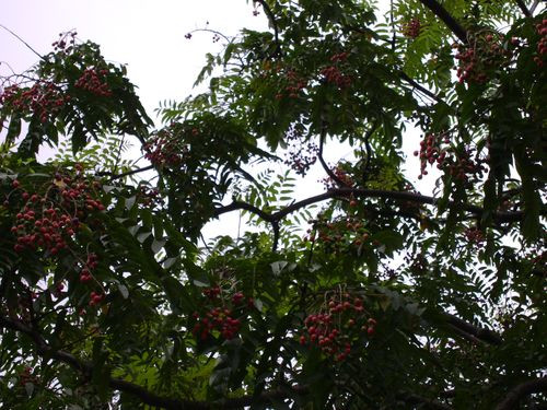 Khi bị đau bụng, dùng hạt dâu da xoan sắc lấy nước uống hàng ngày. Ảnh: monngonmoingay.