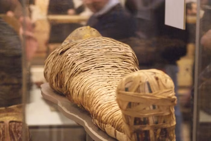 Cuối cùng, các chuyên gia phát hiện có thể thuốc lá và ca cao mà người Ai Cập dùng không phải có nguồn gốc từ Nam Mỹ mà là những giống cây cực hiếm từ châu Phi.