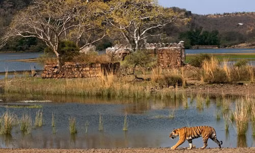 Công viên Quốc gia Ranthambore, Ấn Độ. Công viên Quốc gia Ranthambore có diện tích khoảng 400 km2, và là một trong những vườn quốc gia lớn nhất ở Bắc Ấn Độ. Vấn đề lớn nhất là những chú hổ nổi tiếng nhất của công viên sẽ sớm biến mất, chưa kể những con mèo đực quý có thể bị tuyệt chủng chỉ trong vòng 15 năm.
