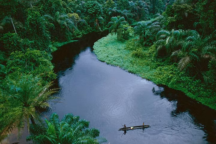 Lưu vực Congo, Tây Phi. Với tổng diện tích 3,7 triệu km2, lưu vực sông Congo là quê hương của các cánh rừng nhiệt đới lớn nhất thế giới - được mệnh danh là "lá phổi" của hành tinh chúng ta, tạo ra trên 40% oxy của thế giới. Đáng buồn là, theo ước tính, đến 2/3 diện tích rừng sẽ biến mất vào năm 2040.