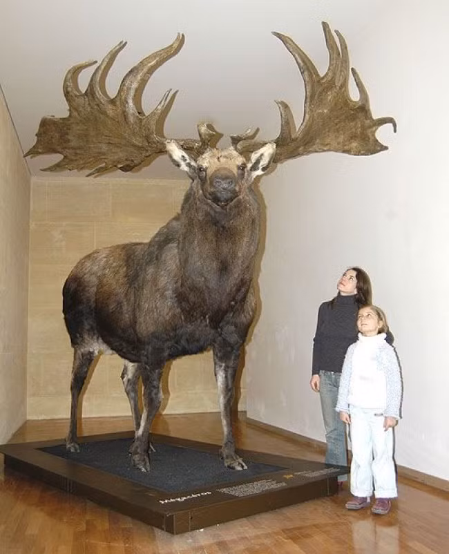 Nai sừng tấm Ireland hay nai khổng lồ xuất hiện khoảng 2 triệu năm trước. Chúng là loài nai lớn nhất từng sống trên Trái Đất với trọng lượng khoảng 700 kg và sở hữu chiếc gạc rộng tới 5m.