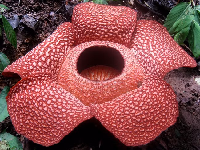 Rafflesia giữ kỷ lục khó tin là dạng hoa loa kèn lớn nhất thế giới, với đường kính gần 1m. Chúa tể của các loài hoa này còn gây chú ý với mùi kinh khủng không ngừng bốc ra - mùi thịt thối.