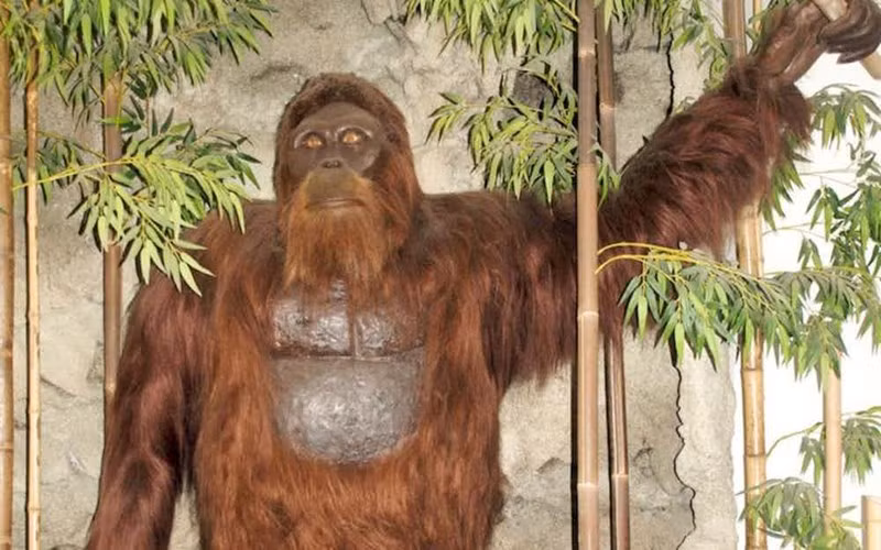 Với những bằng chứng này, giới chuyên gia không thể khẳng định xác con vật mà Matt và Rick thực sự thuộc về Bigfoot. Cho đến nay, bí ẩn về quái vật này vẫn chưa được giải mã. Nhiều người tin sinh vật này có thật trong khi không ít người cho rằng đây chỉ là một trò đùa hay sản phẩm của trí tưởng tượng.