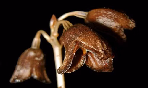 Ky thu “phong lan ma” o Indonesia