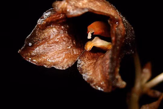 Ky thu “phong lan ma” o Indonesia-Hinh-2