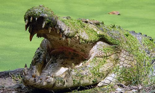 Với kích thước khổng lồ, cá sấu Gustave không chỉ tấn công và giết hại con người mà cả nhiều động vật to lớn khác như hà mã, linh dương đầu bò. Cho đến nay, giới chuyên gia không rõ liệu con cá sấu hung ác này có còn sống hay không do không tìm thấy dấu vết nào của nó trong những năm qua.