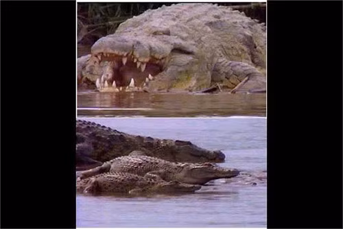 Ví dụ như vào năm 2002, một nhóm nghiên cứu cá sấu đã đến Burundi để thực hiện kế hoạch bắt Gustave. Họ đặt bẫy bằng việc sử dụng một chiếc lồng dài 5m để bắt nó nhưng con quái thú này chỉ bơi xung quanh chiếc lồng như để chế giễu con người.