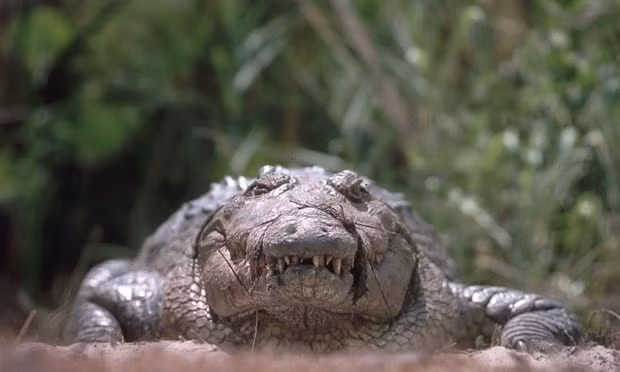 Nhiều người không khỏi sợ hãi khi biết rằng số nạn nhân bị cá sấu Gustave giết hại lên đến hơn 300 người tại Burundi, thuộc châu Phi. "Quái thú" hung dữ này có chiều dài lên đến 7m và nặng 2 tấn.