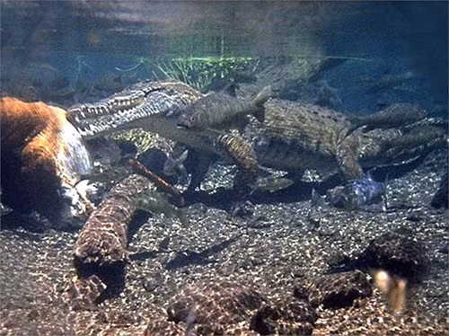 Trước những vụ án mạng thương tâm do cá sấu Gustave gây ra, người dân từng nhiều lần cố gắng để bắt hoặc giết nó nhưng không thành công.