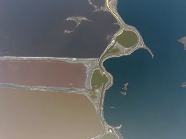 Tuy nhiên, nó có thể chuyển thành màu đỏ nếu tiếp xúc với độ mặn cao và cường độ ánh sáng mạnh do "sự sản sinh nhóm chất carotene bảo vệ trong tế bào". Carotene là sắc tố thực vật chịu trách nhiệm cho những màu sắc rực rỡ như 7 sắc cầu vồng của hồ nước muối.