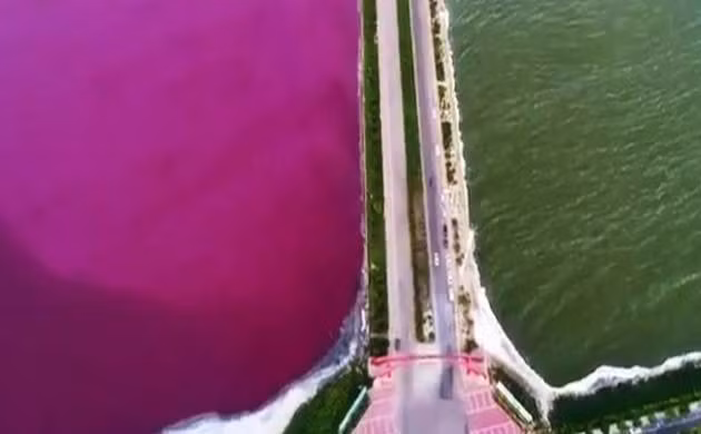 Một số chủng tảo có thể tích lũy hơn 10% trọng lượng khô trong β-carotene nếu bị kích thích bởi những áp lực môi trường như ánh sáng chói, độ mặn cao, thiếu dưỡng chất hoặc nhiệt độ cực hạn.