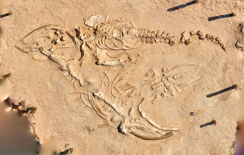 Về sau, giới chuyên gia phát hiện ra các bộ xương cá voi có niên đại khác nhau, với bộ xương cá voi đầu tiên có cách đây khoảng 20.000 năm trước. Nguyên nhân cái chết của những con cá voi này là do một loại tảo độc.