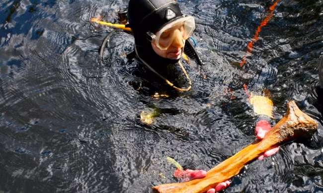 Hố sụt được phát hiện ở sông Aucilla, phía nam Tallahassee, Florida (Mỹ) từ nhiều năm trước. Do nó rất tối nên không ai lặn xuống cho đến khi Jessi Halligan, một thợ lặn chuyên nghiệp ở ĐH Florida State quyết định thực hiện nghiên cứu ở địa điểm này.