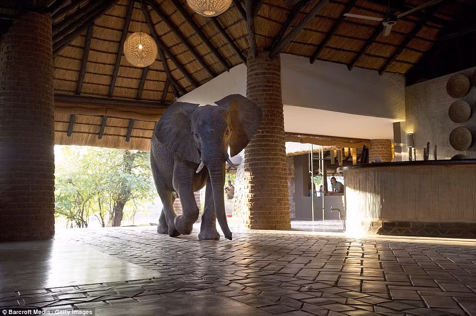 Zambia nổi tiếng với thác Victoria, sông Zambezi cùng sự phong phú và đa dạng của các loài động vật hoang dã.