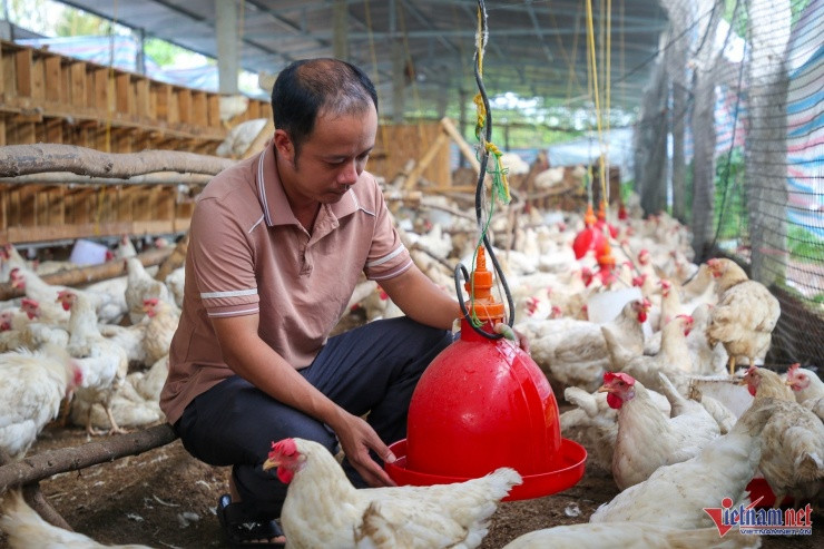 Đôi vợ chồng trẻ đổi đời nhờ nuôi gà 'nhân đạo' - Hình 5 Doi vo chong tre doi doi nho nuoi ga 'nhan dao'-Hinh-5