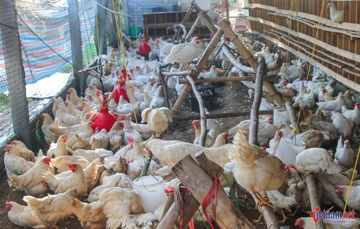 Đôi vợ chồng trẻ đổi đời nhờ nuôi gà 'nhân đạo' - Hình 2 Doi vo chong tre doi doi nho nuoi ga 'nhan dao'-Hinh-2