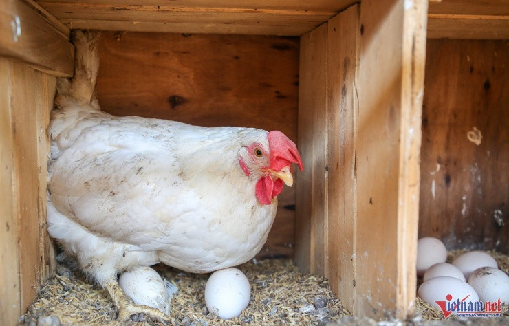 Đôi vợ chồng trẻ đổi đời nhờ nuôi gà 'nhân đạo' - Hình 3 Doi vo chong tre doi doi nho nuoi ga 'nhan dao'-Hinh-3