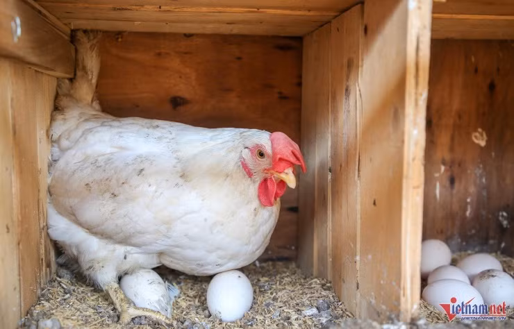 Đôi vợ chồng trẻ đổi đời nhờ nuôi gà 'nhân đạo' - Hình 3 Doi vo chong tre doi doi nho nuoi ga 'nhan dao'-Hinh-3