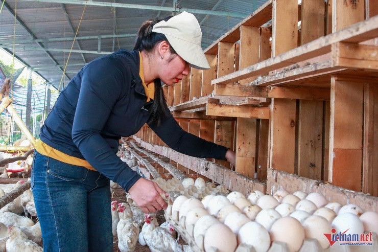 Đôi vợ chồng trẻ đổi đời nhờ nuôi gà 'nhân đạo' - Hình 4 Doi vo chong tre doi doi nho nuoi ga 'nhan dao'-Hinh-4