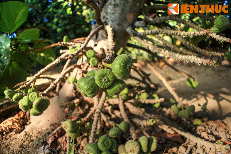 Vườn cây trái trồng rất nhiều loại cây ăn quả như măng cụt, sầu riêng, hồng, vả... được chăm sóc cẩn thận, xum xuê quả mỗi khi đến mùa.